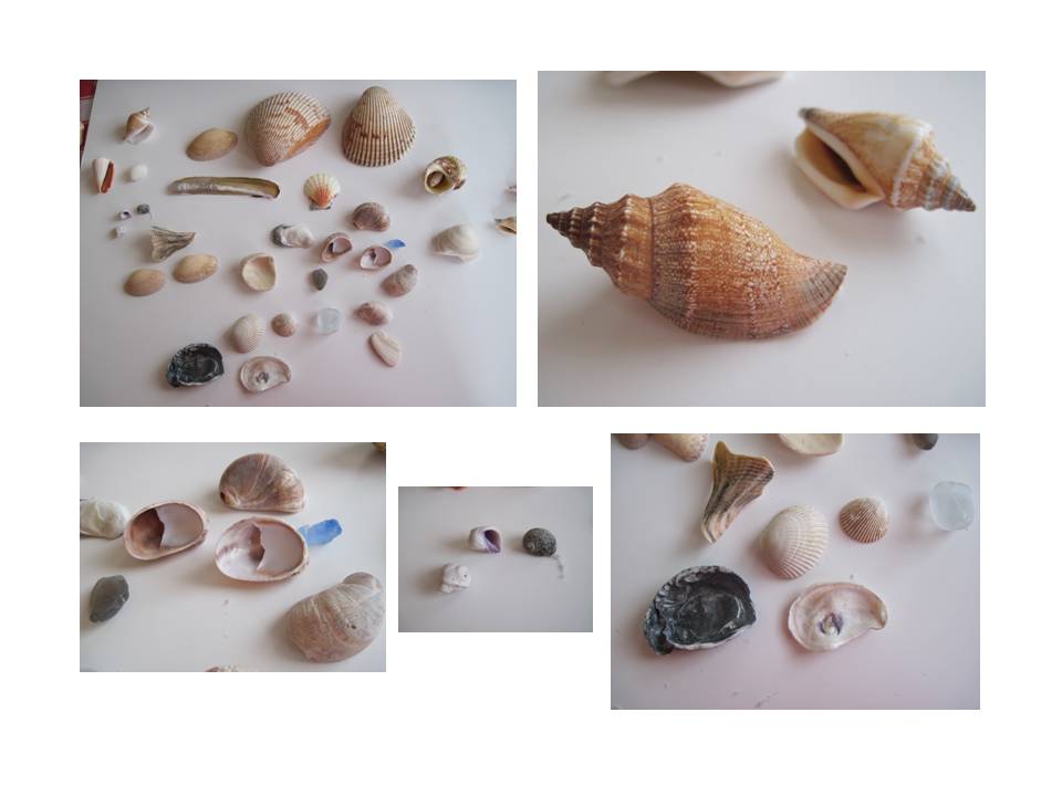 Shell reference photos